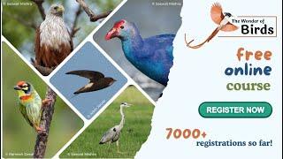 Promo | The Wonder of Birds | Free Online Course by Early Bird