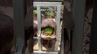 This is how a HIPPO eats WATERMELON 