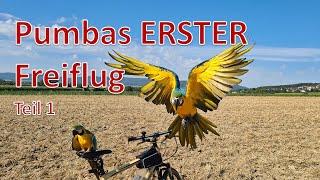 Pumbas erster Freiflug in seinem GANZEN Leben