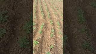 Potato cultivation #potato #potatocultivation #horticulture #krushakodisha #trrending #viralshort