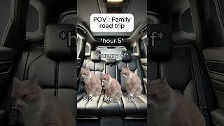 Cat memes  Family road trip #catmemes #relatable #cat #catshorts #shorts #family #roadtrip