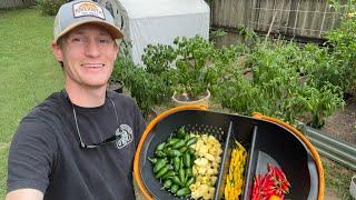 August Container Garden Pepper Harvest