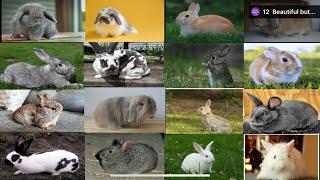 All Rabbits breeds- - Types of rabbits - Bunny