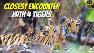 Tiger Cubs Sighting in Kheoni Wildlife Sanctuary Dewas - P1 | Jungle Safari | 4k