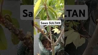 Bibit sawo sultan #quotes #funny #katabijak #food #cutebaby #fruit #lucu #pecintabuah