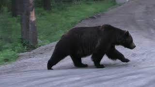 The Boss chasing Split Lip on the Bow Valley Parkway - Banff Grizzly Bears