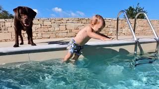 Labrador Protects Baby Jumping in the Pool!