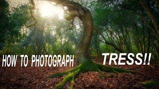 HOW TO PHOTOGRAPH TREES | LANDSCAPE PHOTOGRAPHY | THE NEW FOREST WOODLAND