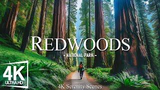 4K Redwoods National Park - The Towering Giants and Serene Beauty of California’s Ancient Forests