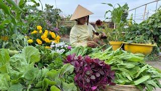 Harvest amaranth, choi sum, kang kong, chinise cabbage, wax gourd, luffa #gardening