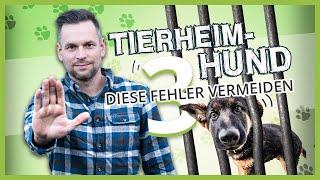 TIERHEIMHUND richtig aussuchen – Vermeide diese 3 Fehler!