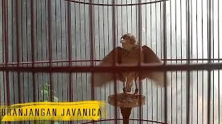 Masteran Branjangan Gacor Full Isian Mewah | Branjangan Javanica