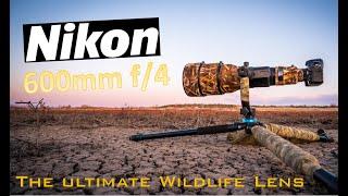 Nikon lenses! Review! Nikon 600mm F4. The best lens for wildlife photography!