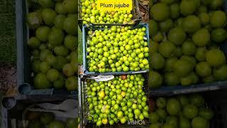 Picking #plum #jujubefruit #shortfeedyoutube