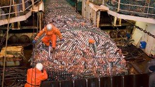 Great, How Fishermen Catch Hundreds of Tons of Fish in The Sea, How to Process Frozen Fish on Board