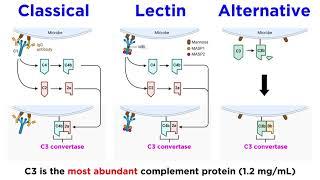 The Complement System: Classical, Lectin, and Alternative Pathways