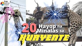 KAWAWANG HAYOP NA BIKTIMA NG KURYENTE | Animals Accidentally Electrocuted by Power Line