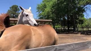 Managing Mixed Gender Herds