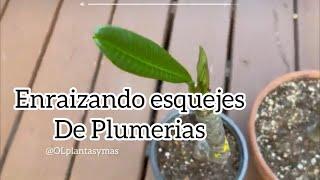 Cómo enraizar la Planta Plumeria (Cacalosuchil)