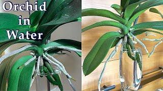 Secrets to Grow Orchids in Water #1