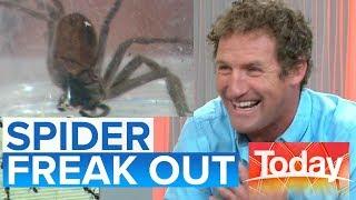 Aussie TV guest panics during spider segment | Today Show Australia