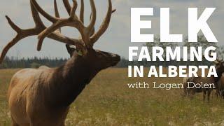 Elk Farming in Alberta