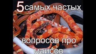 Пять самых популярных вопросов о маисовых полозах