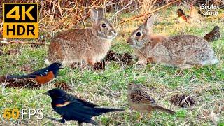 Cat TV for Cats to Watch  Cute Bunnies, Spring Birds, Squirrels  8 Hours 4K HDR 60FPS