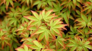 KIYOHIME JAPANESE MAPLE UPDATE