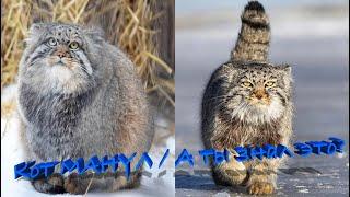 Манул степной дикий кот / Интересные факты про кошек #4 / Interesting facts about manul