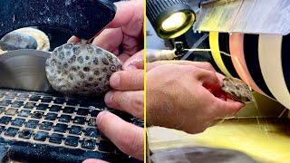 Fossil Dad Cuts and Polishes Coral Fossils