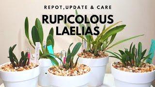 Rupicolous Laelia Update + Community Laelia Project with Ninja_Orchids