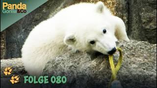 Hochzeit im Zoo: Elefant als Trauzeug und Eisbär Knut steht auf eigenen Beinen | Panda, Gorilla & Co