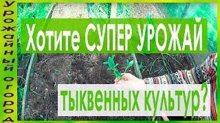 СУПЕР УРОЖАЙНЫЙ СПОСОБ ВЫРАЩИВАНИЯ КАБАЧКОВ,ТЫКВ И ПАТИССОНОВ!!!