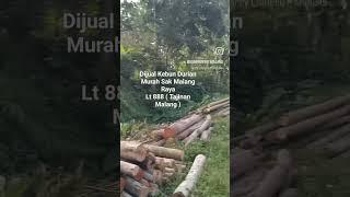 HIDDEN INVESTASI  " DURIAN  "  TAJINAN  - MALANG