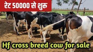 Pregnant & fresh milking hf cross cow for sale/hf cow for sale in karnal haryana/dairy farm karnal