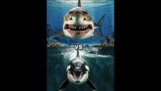 Killer Orca Whale vs Megalodon vs ( Dolphin, shark, blue whale, turtle, seal, octopus).