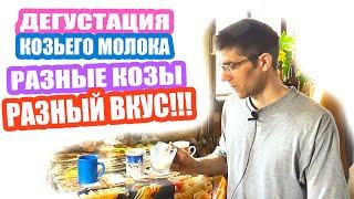 Козье молоко. Какой у него вкус? Проводим эксперимент! #молоко #дегустация #продукты