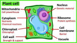 Learn all about plant cells in 2 MINUTES   | Easy science video