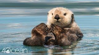 Protecting Sea Otters