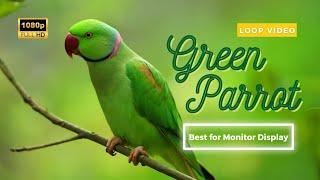 Green Parrot Forest 1 Hour Loop HD Video Best for Relaxing and Meditation | Best for Monitor Display