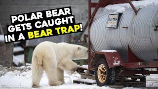 A POLAR BEAR caught in a BEAR TRAP // RARE Footage