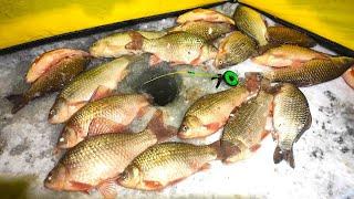 HUGE CARP MONSTERS!! THEY'RE LIKE SHOVELS!! WINTER FISHING FOR CRUCIAN CARP