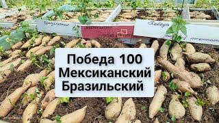 Победа 100, Мексиканский и Бразильский. Такие одинаковые, но такие разные сорта батата.