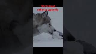 #Хаски #dogbreed #fluff #stream #flyffu #белыйплен #eightbelow #фильмыпрособак #лайки