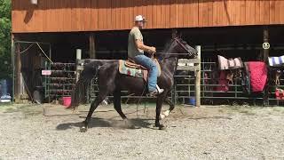 Sold 47- 6yr old black TWH ‼️GELDING ‼️ $975 Deadline 7/12/24