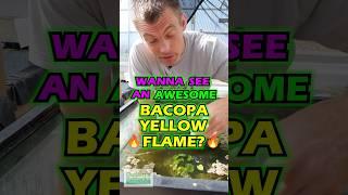 Wanna See An Awesome BACOPA YELLOW FLAME ?