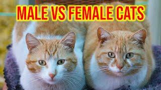 7 Differences Between Male And Female Cats