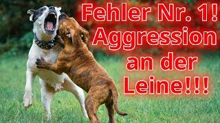 So wird Dein Hund Leinenaggressiv! Die unbequeme Wahrheit... die aber keiner wahr haben will!