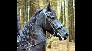 OLIVER, Friesian Horses  for sale https://www.blacksterlingfriesians.com questions? 415-272-2112